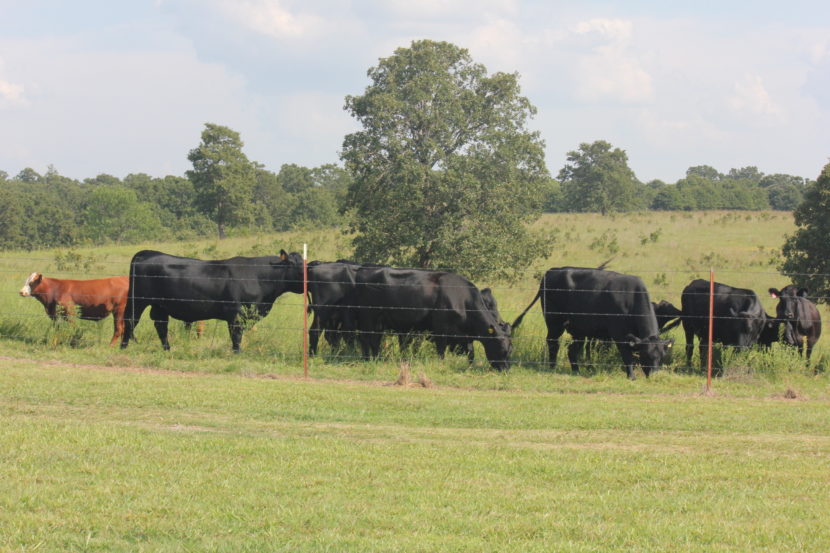 oklahoma natural beef 9800