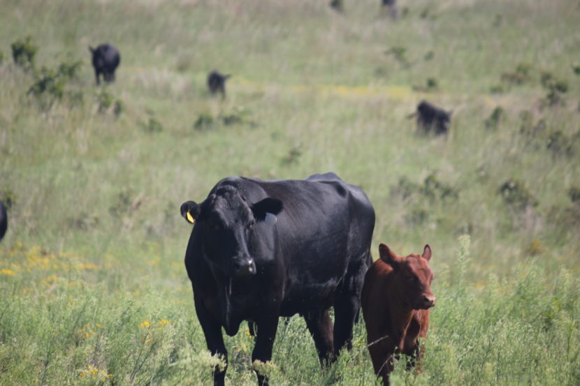 oklahoma natural beef 9770